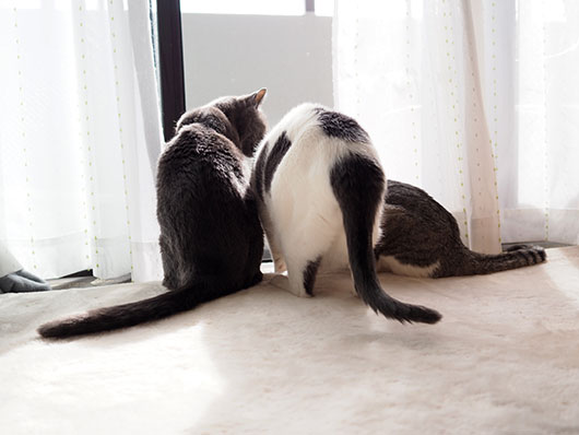 ねこ3