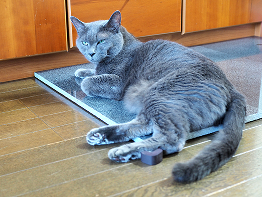御影石と猫