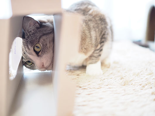 ティッシュボックスと猫