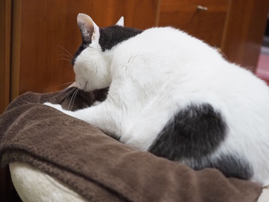 モミモミする猫