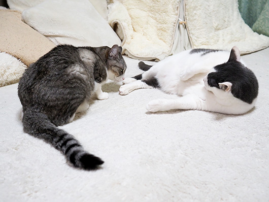 ケンカする猫