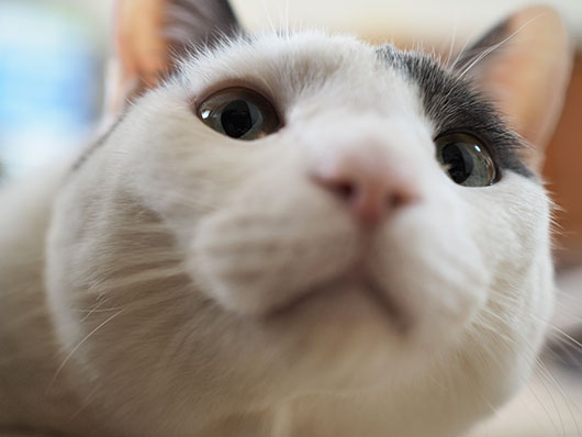 覗き込む猫
