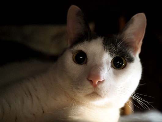 コタツの中の猫