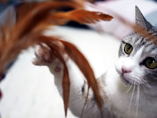 羽根で遊ぶ猫