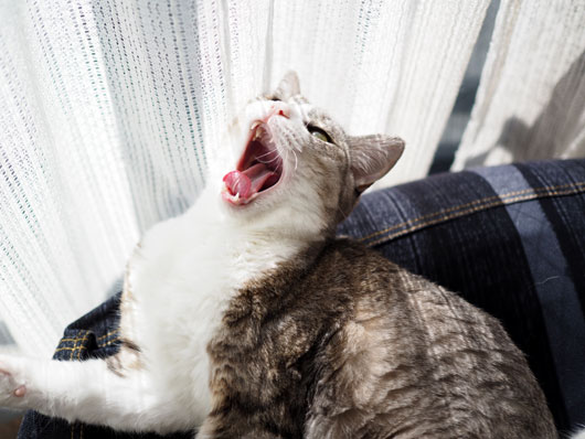 あくびをする猫