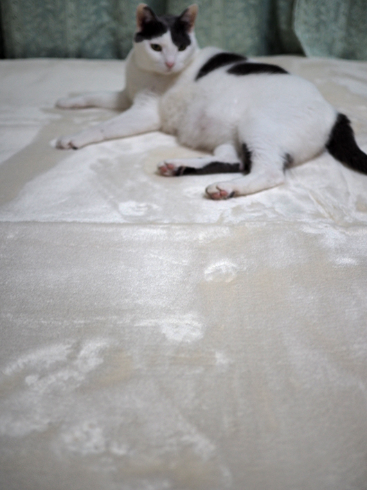白いラグと猫