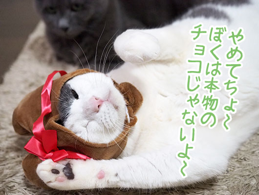 ねこハートちゃん