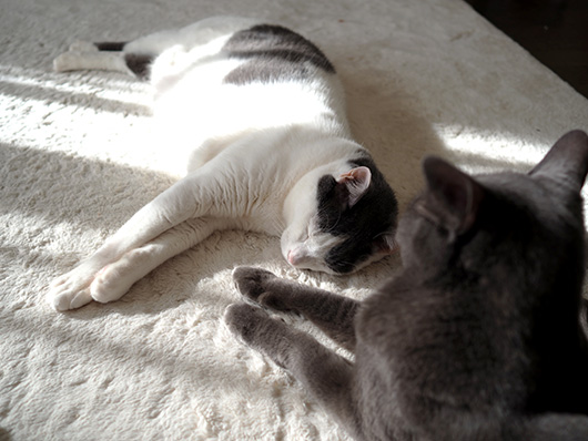 眠る猫