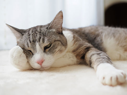 考える猫