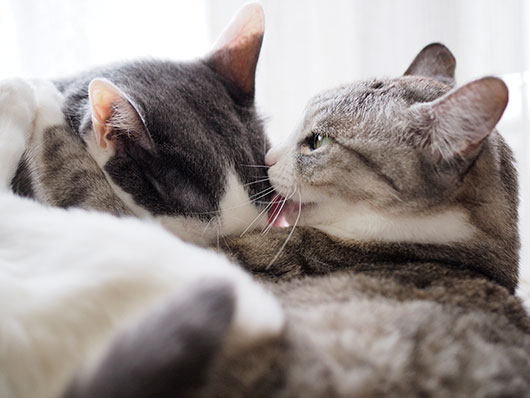 仲良しの猫