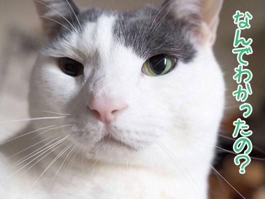 不思議そうな猫