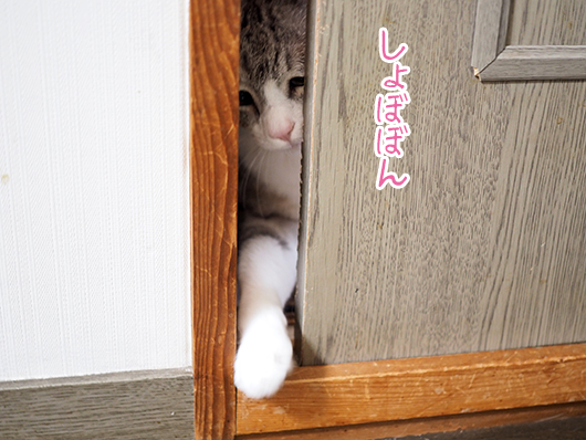 閉じ込められた猫