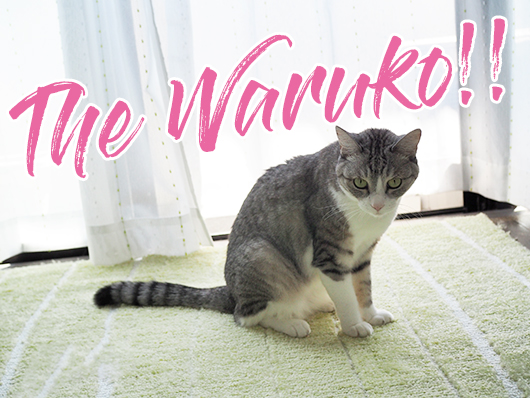 悪いねこ