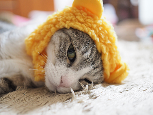 やる気のない猫