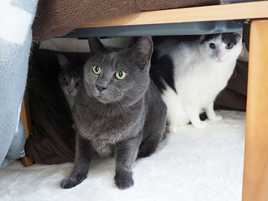 コタツの中の猫