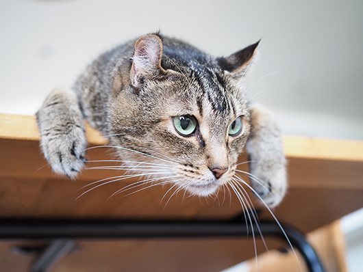 イッチャマンさんちのねこさん