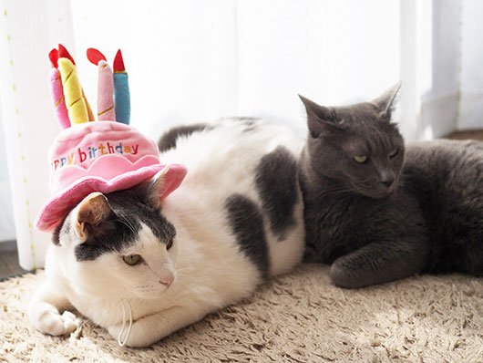 誕生日の猫