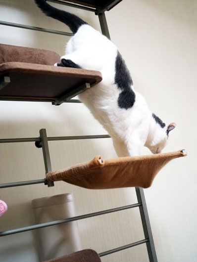 キャットウォークと猫