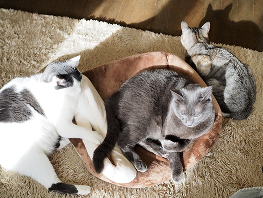 寄り添う猫