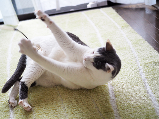 猫じゃらしで遊ぶ猫