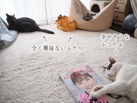 外出自粛の週末 さて 家の中で何しようか ねこ3生活 Powered By ライブドアブログ 外出自粛の週末 さて 家の中で何しようか ねこ3生活 Powered By ライブドアブログ