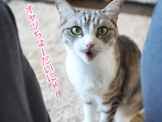 訴える猫