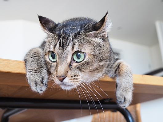 イッチャマンさんちのねこさん