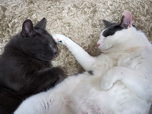 仲良く眠る猫