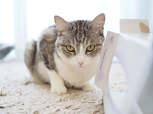 ティッシュボックスと猫