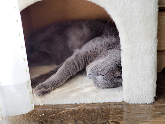 お昼寝する猫