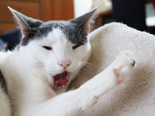 変顔の猫
