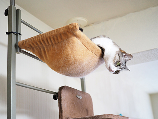 ハンモックの猫