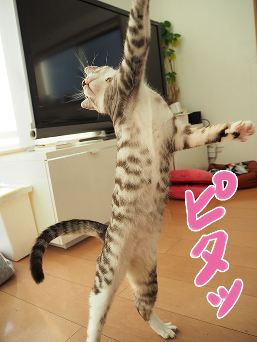 踊るねこさん ねこ３生活 Powered By ライブドアブログ