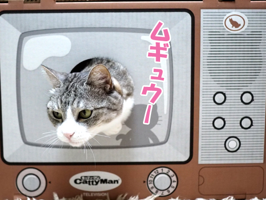 テレビ型爪とぎと猫