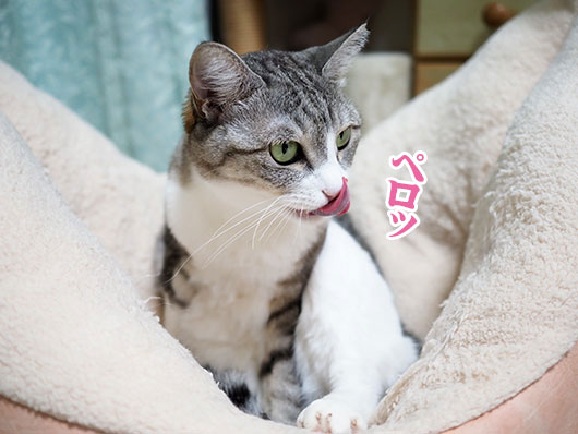 ペロッとする猫