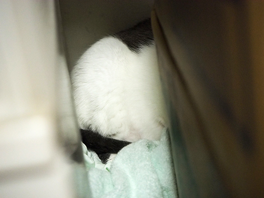 避難する猫
