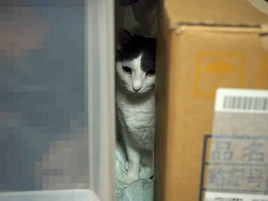 避難する猫