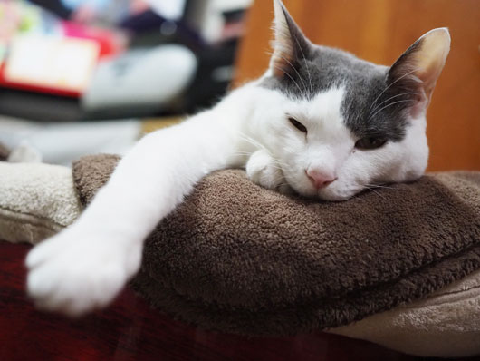 眠い猫