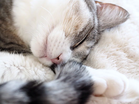 眠る猫
