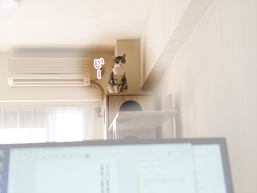監視する猫