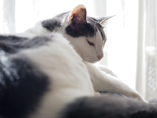 日向ぼっこする猫