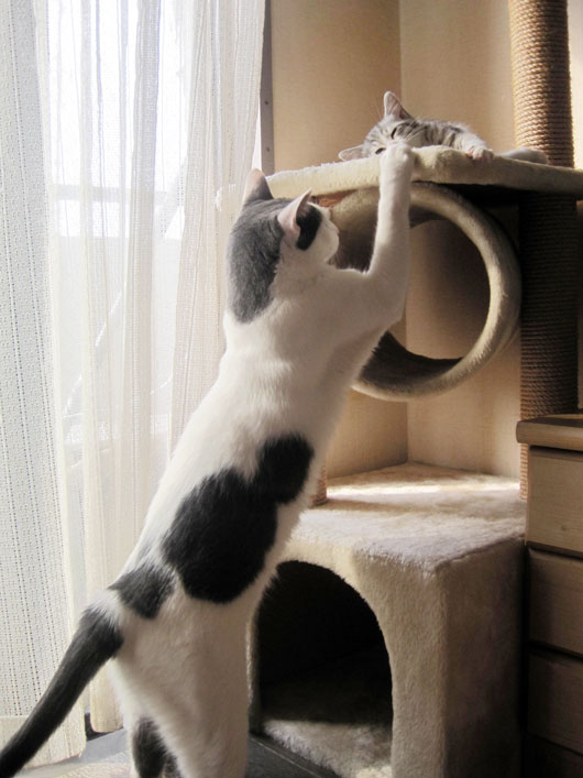 子猫が来た日