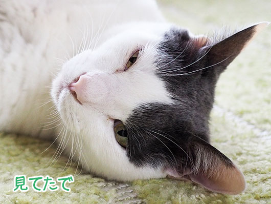 寝転ぶ猫