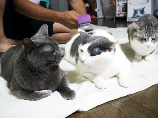 順番待ちする猫
