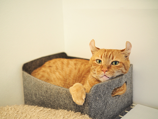 イッチャマンさんちのねこさん
