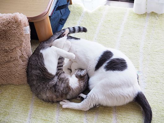 ケンカする猫