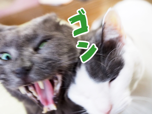頭突きする猫