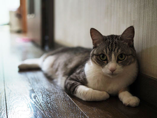 廊下の猫