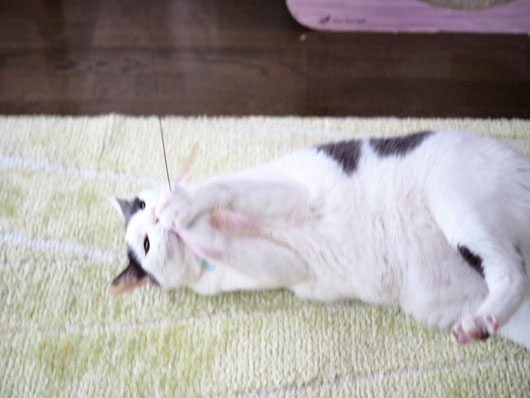 猫じゃらしで遊ぶ猫