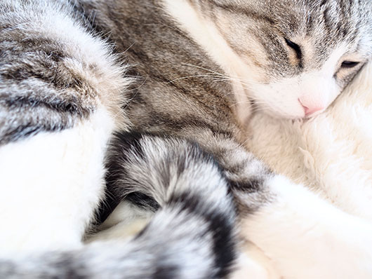 眠る猫